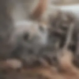 A close-up of coffee beans with a grinder in the background