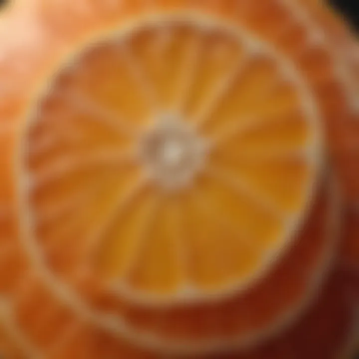 Close-up of a ripe Sumo Citrus showcasing its unique texture and color