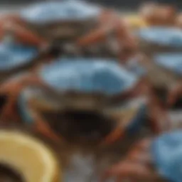 Vibrant blue crabs ready for shipping