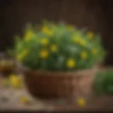 Vibrant dandelion greens displayed in a rustic basket