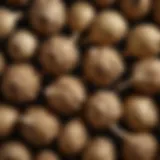 Close-up view of Jerusalem artichoke bulbs showcasing their unique textures and shapes