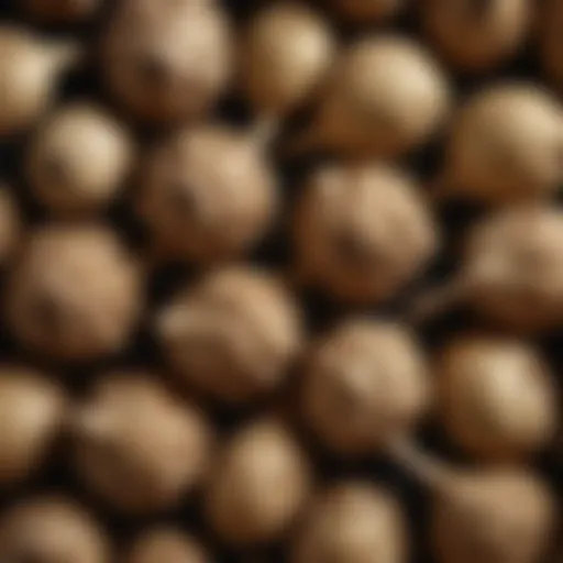 Close-up view of Jerusalem artichoke bulbs showcasing their unique textures and shapes