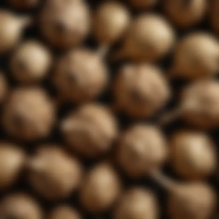Close-up view of Jerusalem artichoke bulbs showcasing their unique textures and shapes