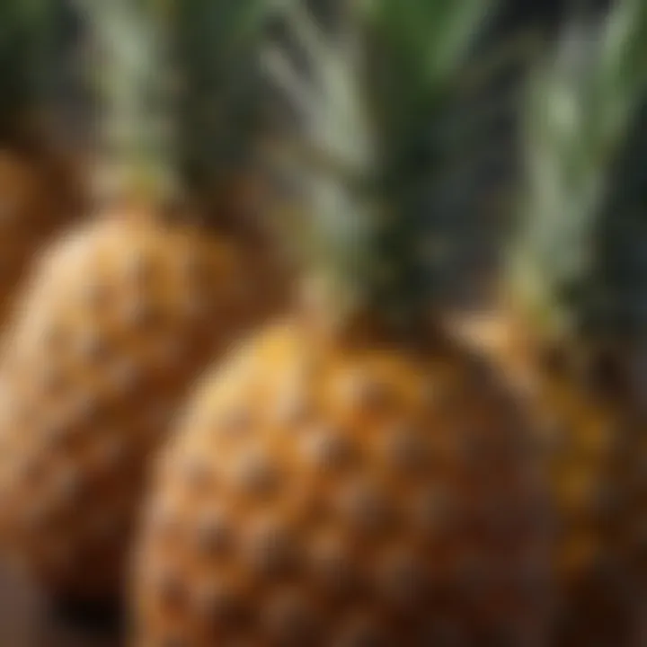 A close-up of ripe pineapples showcasing their vibrant color and texture