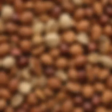 A close-up of an array of nuts displaying their rich varieties and shapes.