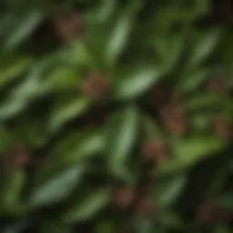 A close-up of allspice leaves showcasing their rich green color and texture.