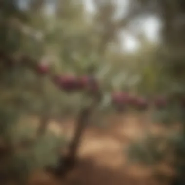 A close-up of Picual olives on a tree branch