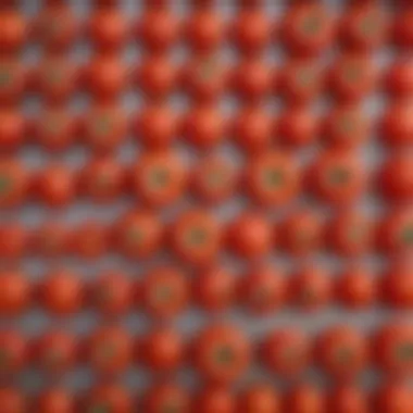 Tomatoes of Various Sizes An array of tomatoes arranged by size, providing a clear comparison of different types.