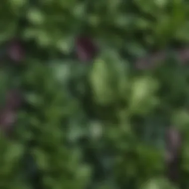 Vibrant Green Leafy Vegetables for Cognitive Health Vibrant green leafy vegetables known for cognitive benefits