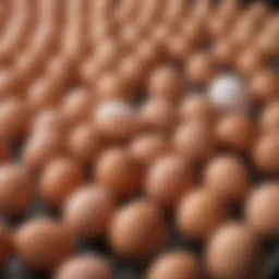 Comparison of free range and cage free egg production