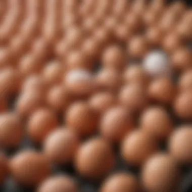 Understanding Egg Production Practices Comparison of free range and cage free egg production