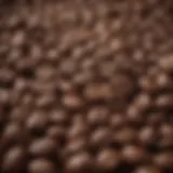Close-up view of freshly ground coffee beans