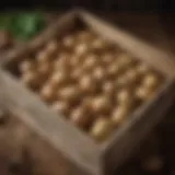 A rustic wooden crate filled with freshly harvested potatoes in natural light