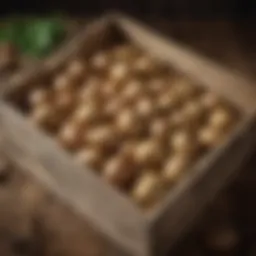 A rustic wooden crate filled with freshly harvested potatoes in natural light