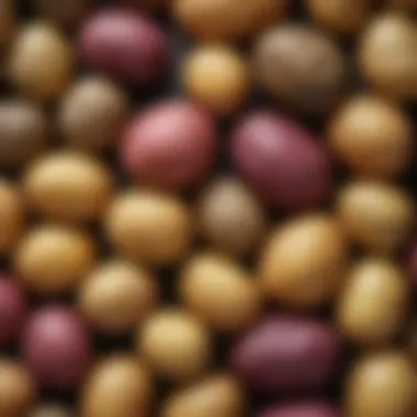 A close-up of potato varieties showcasing their unique textures and colors