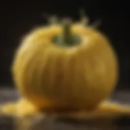 Freshly harvested spaghetti squash showcasing its vibrant yellow skin