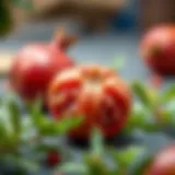 Seed a Pomegranate: Unraveling the Art and Science Introduction