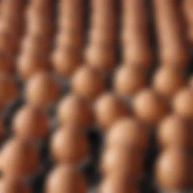 Sustainable Production Methods of Raised Eggs Sustainable production methods for raised eggs showcased