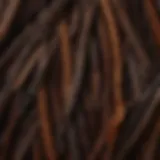 Organic vanilla beans showcasing their rich texture and color