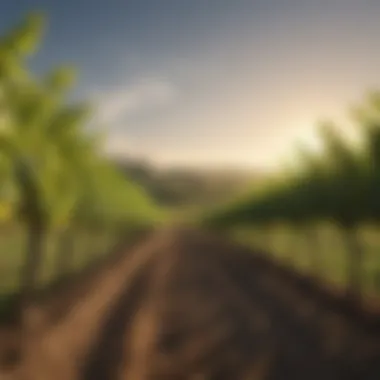 A lush vineyard landscape showcasing rows of grapevines under a clear sky