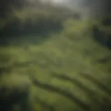 Aerial view of lush tea plantations