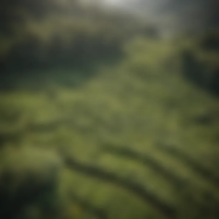 Aerial view of lush tea plantations