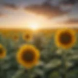 A vibrant field of sunflowers reaching towards the sky