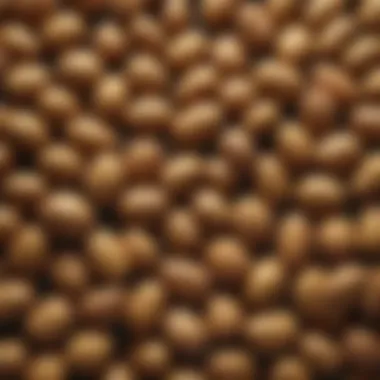 Effective Storage Techniques for Seasonal Potatoes A selection of storage techniques for potatoes