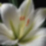 Close-up of an Easter Lily blossom showcasing its delicate petals and vibrant colors.