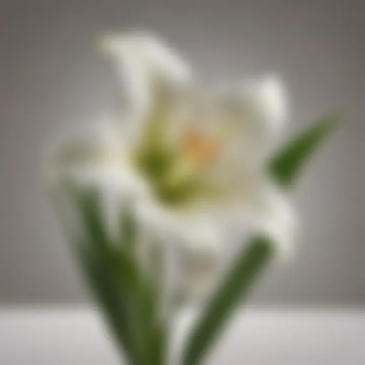Easter Lily in full bloom against a soft background, emphasizing its ornamental value.
